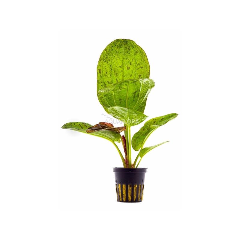 Planta acvariu Echinodorus Paul Kloecker Stoffels - imagine 4